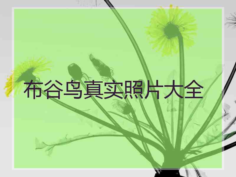 布谷鸟真实照片大全