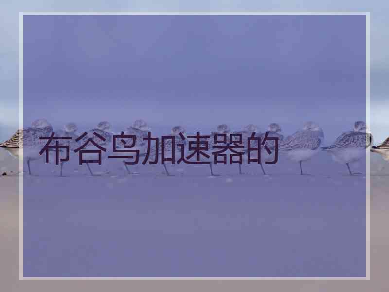 布谷鸟加速器的