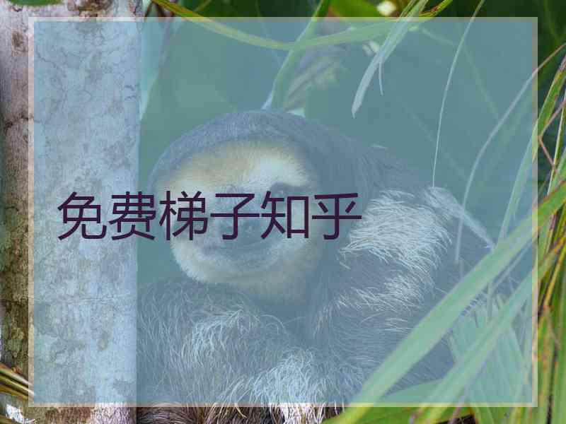 免费梯子知乎