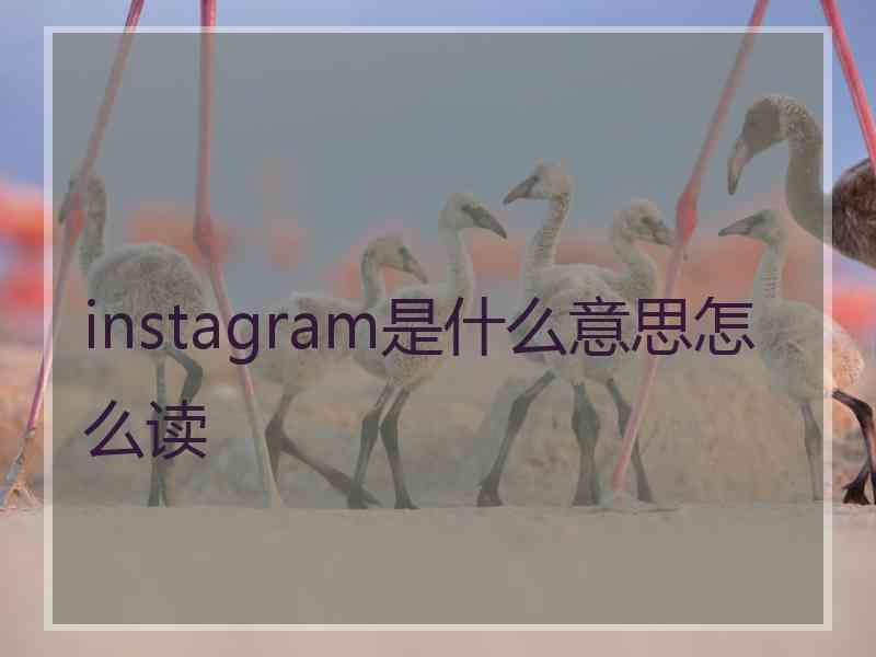 instagram是什么意思怎么读